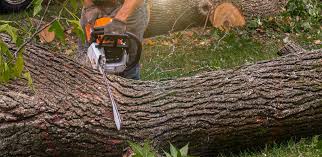 Best Stump Grinding and Removal  in Troy, PA