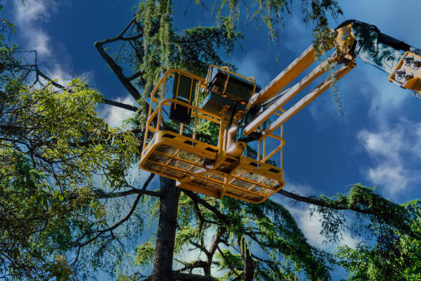 Best Tree Maintenance Programs  in Troy, PA