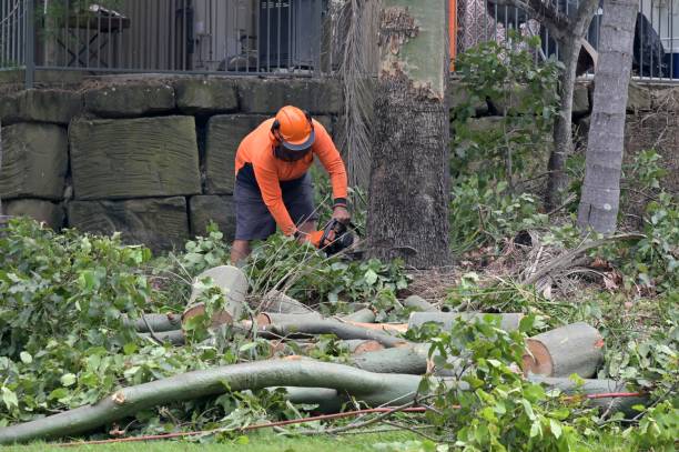 Best Hazardous Tree Removal  in Troy, PA